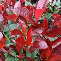 Rot photinia robin blume samen for anpflanzung - drought tolerant, heirloom & gmo free samen for home garten
 
 sale samen for anpflanzung in home garten