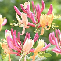 Honeysuckle blume samen for anpflanzung premium quality heirloom & gmo free samen for home garten 
 
 sale for anpflanzung in home garten