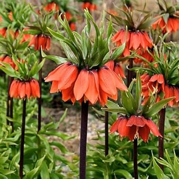Rot fritillaria imperialis blume samen for anpflanzung - wildflower mix, heirloom & gmo free samen for home garten
sale for anpflanzung in home garten