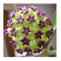 Grün Lila Hoya Carnosa Blumensamen zur Aussaat pflegeleicht Traditionssorte & ohne Gentechnik Samen Hausgarten