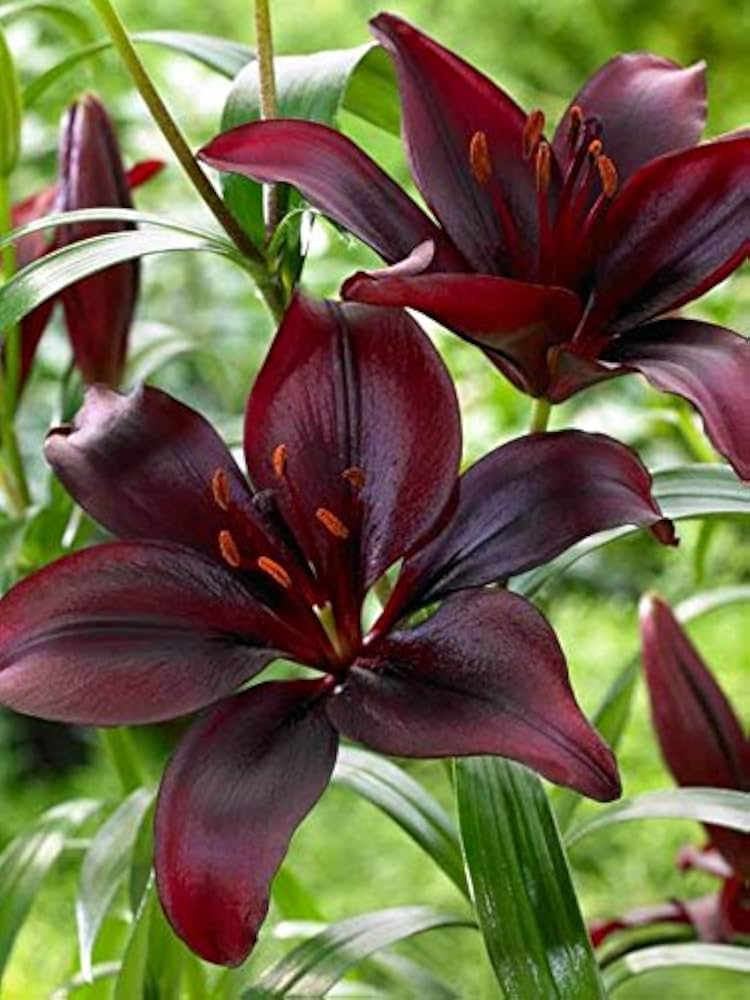Lila Mexicali Sunburst Penstemon Blumensamen zur Aussaat – saisonal Dauerblüher – Traditionssorte & ohne Gentechnik Samen Hausgarten
