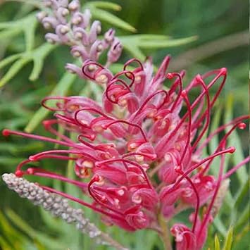 Thick rosa grevillea robusta samen blume samen for anpflanzung compact growth heirloom & gmo free samen for home garten 
 
 sale for anpflanzung in home garten