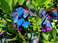 Blau honeywort blume samen for anpflanzung - long bloom season, heirloom & gmo free samen for home garten
 
 sale for anpflanzung in home garten.