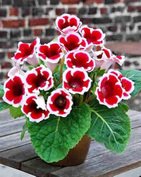 Gloxinia samen for anpflanzung beautiful indoor blumen blume
