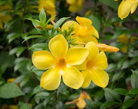 Pentalinon Luteum Blumensamen zur Aussaat robust Sorte Traditionssorte & ohne Gentechnik Samen Hausgarten