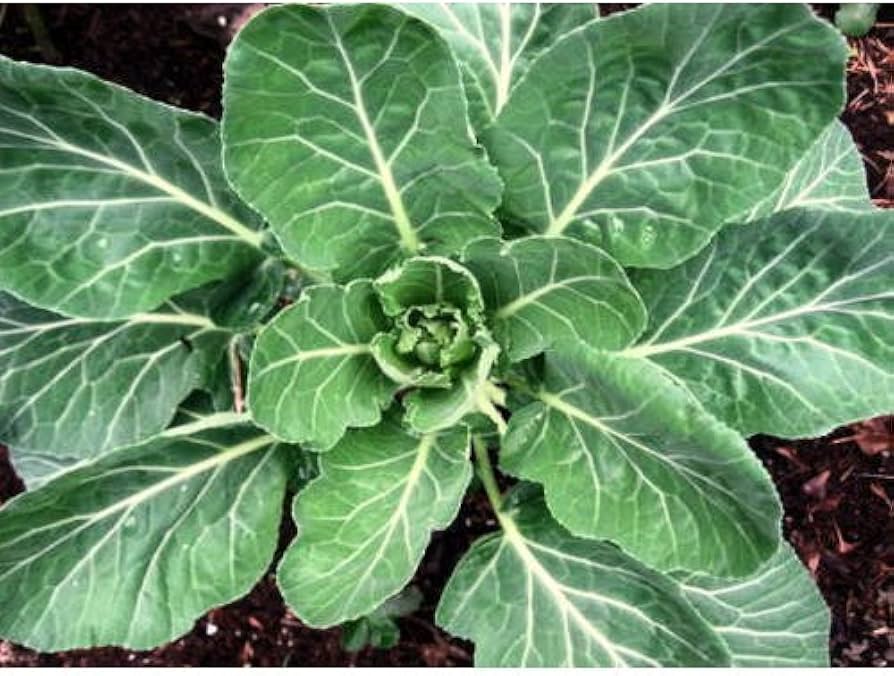 Collard Greens Samen zum Pflanzen