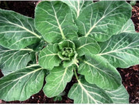 Collard Greens Samen zum Pflanzen