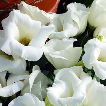 Weiß lisianthus logro blume samen for anpflanzung - vibrant colors, heirloom & gmo free samen for home garten
 
 sale samen for anpflanzung in home garten