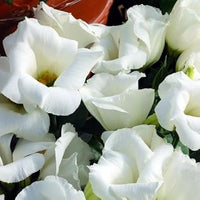Weiß lisianthus logro blume samen for anpflanzung - vibrant colors, heirloom & gmo free samen for home garten
 
 sale samen for anpflanzung in home garten