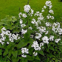 Weiß lunaria blume samen for anpflanzung - drought tolerant, heirloom & gmo free samen for home garten
 
 sale samen for anpflanzung in home garten