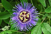 Lila passiflora incarnata blume samen for anpflanzung - fragrant blossoms, heirloom & gmo free samen for home garten
 
 sale samen for anpflanzung in home garten