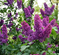 Lilac Blumensamen zur Aussaat – kompakt Wuchs – Traditionssorte & ohne Gentechnik Samen Hausgarten
