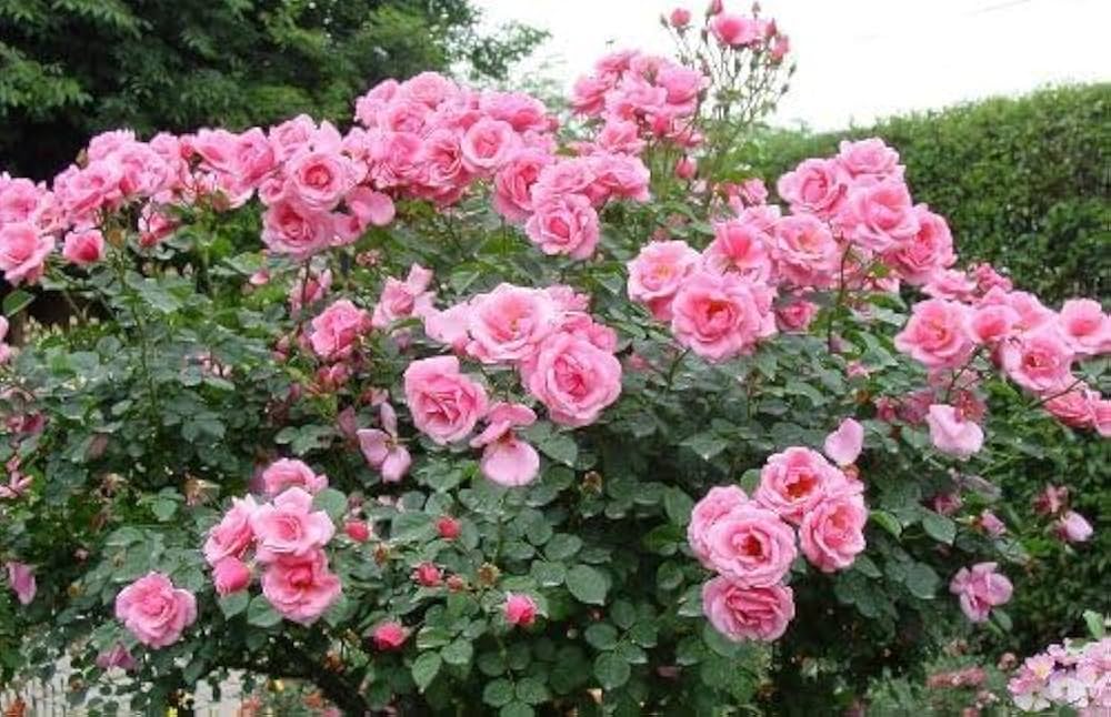 Rose Baum Blumensamen zur Aussaat sonnenliebend Traditionssorte & ohne Gentechnik Samen Hausgarten