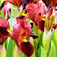 Iris Iris germanica Blumensamen zur Aussaat Blume Beet