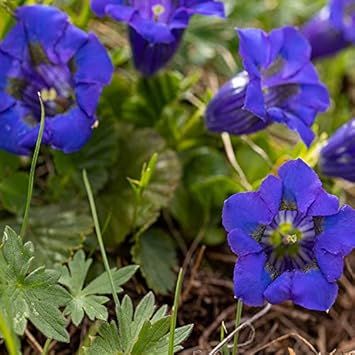 Blau gentiana acaulis blume samen for anpflanzung - garten favorite, heirloom & gmo free samen for home garten
 
 sale for anpflanzung in home garten.