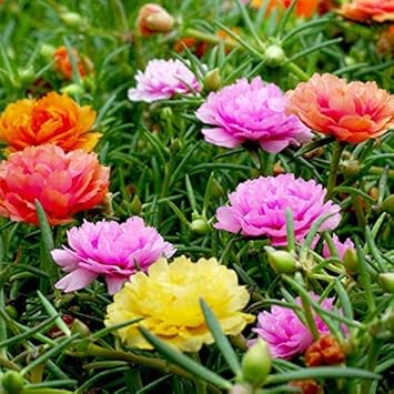 Mixed color moss rose blume samen for anpflanzung - fragrant blossoms, heirloom & gmo free samen for home garten
 
 sale samen for home garten