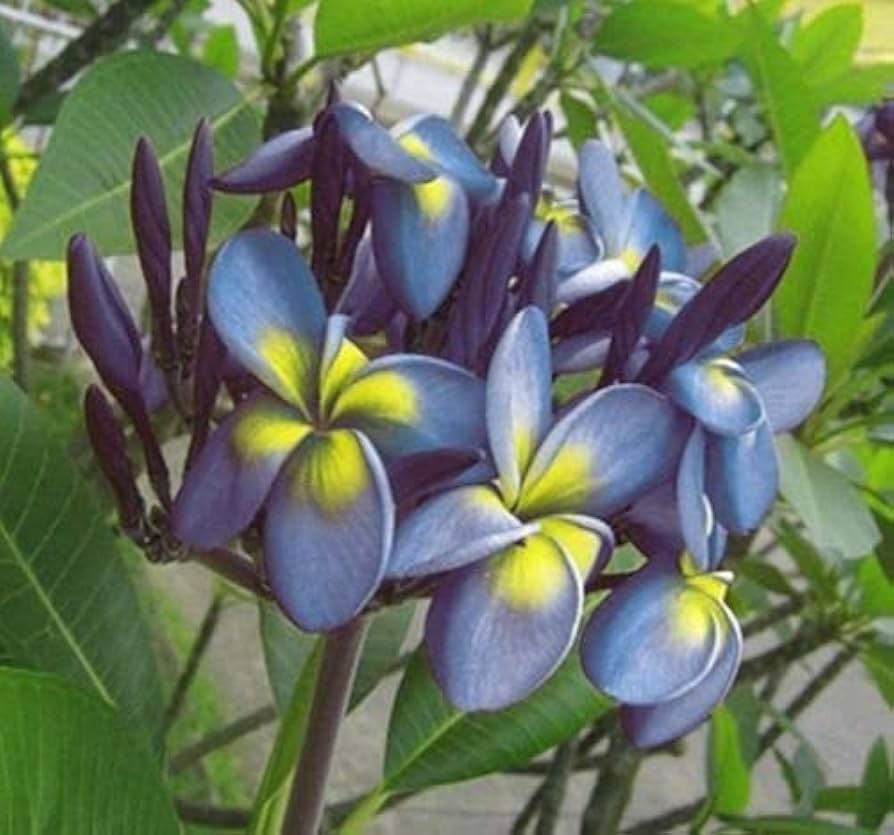 Blau Gelb Frangipani Blumensamen zur Aussaat – saisonal Dauerblüher – Traditionssorte & ohne Gentechnik Samen Hausgarten