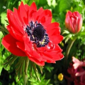 Rot anemone blume samen for anpflanzung - bright blooms, heirloom & gmo free samen for home garten
sale for anpflanzung in home garten