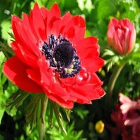 Rot anemone blume samen for anpflanzung - bright blooms, heirloom & gmo free samen for home garten
 
 sale for anpflanzung in home garten