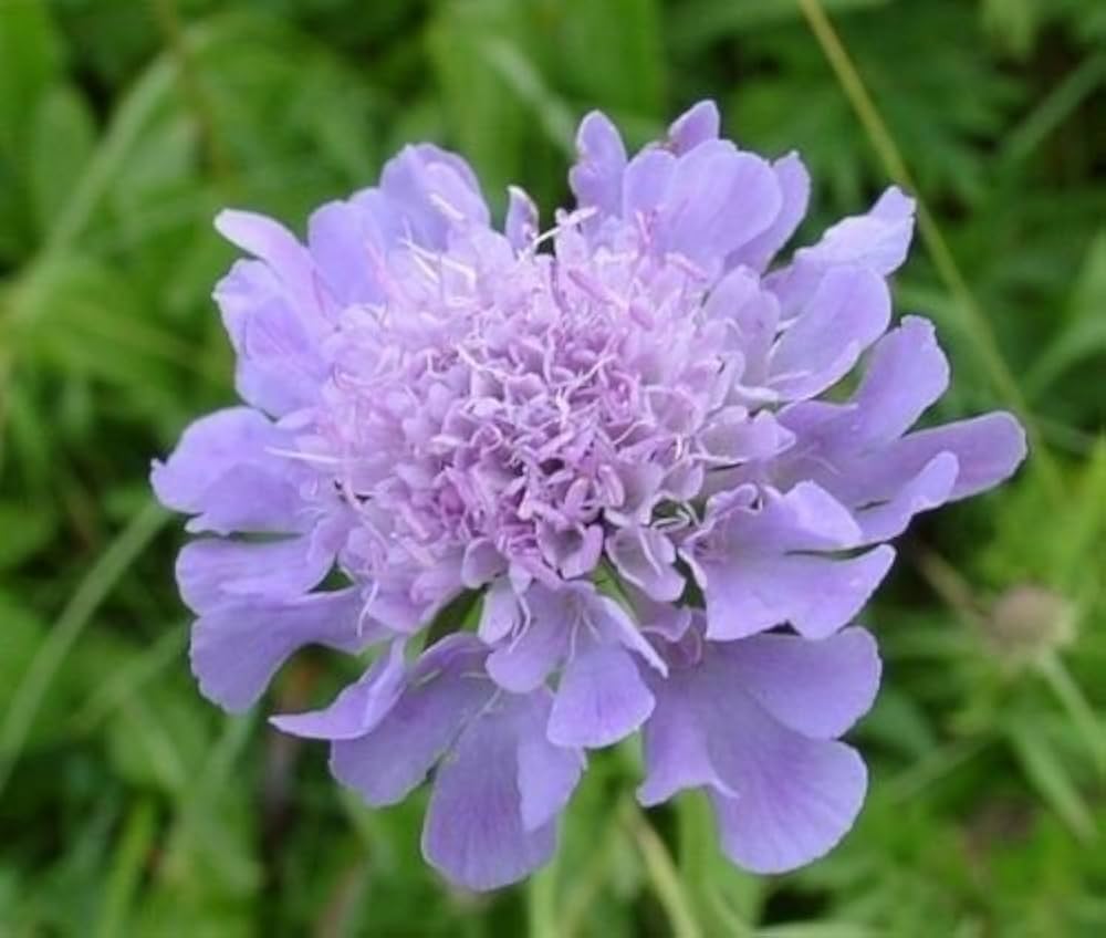 Pincushion Blumensamen zur Aussaat ideal Rabatten Traditionssorte & ohne Gentechnik Samen Hausgarten