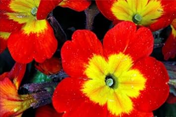 Gelb rot danova copper blume samen for anpflanzung - premium quality, heirloom & gmo free samen for home garten
 
 sale samen for anpflanzung in home garten