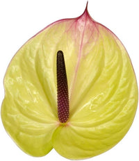 Anthurium (anthurium blume) samen for anpflanzung in home garten