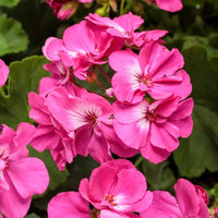 tief Rosa Geraniums Blumensamen zur Aussaat ideal Rabatten Traditionssorte & ohne Gentechnik Samen Hausgarten