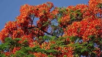 Orange Jacaranda Blumensamen zur Aussaat – Traditionssorte ohne Gentechnik leuchtend Blüte biologisch Garten Samen Keimung