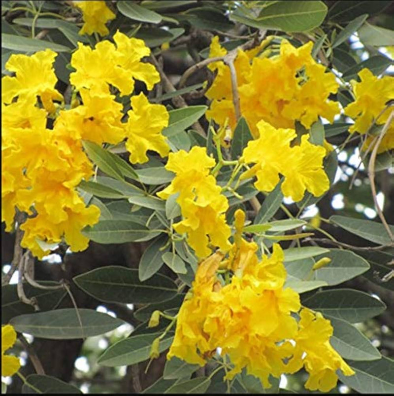 Tabebuia chrysantha gelb blume samen tropical beauty