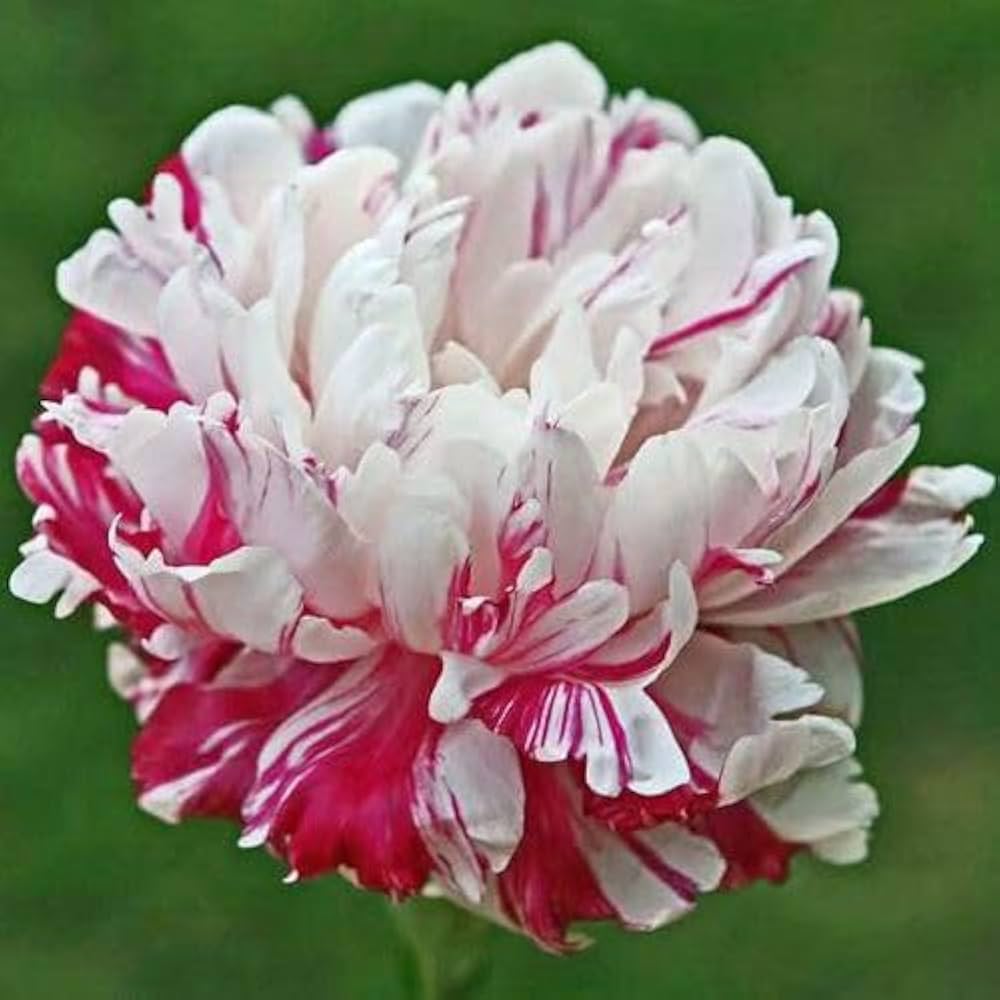 Pfingstrose Blumensamen Classic – ausdrucksstark Garten Blüten