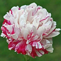 Pfingstrose Blumensamen Classic – ausdrucksstark Garten Blüten