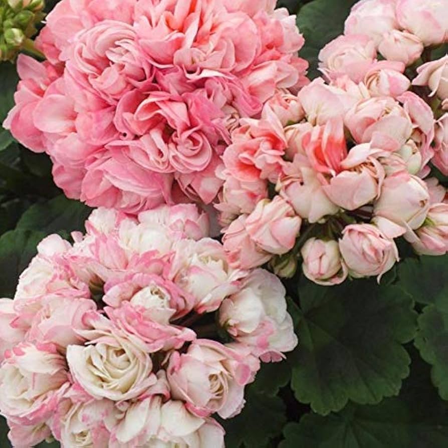 Rosa Geranie Apple Blossom Blumensamen zur Aussaat – Halbschatten verträglich – Traditionssorte & ohne Gentechnik Samen Hausgarten