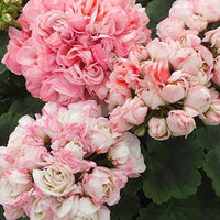 Rosa Geranie Apple Blossom Blumensamen zur Aussaat – Halbschatten verträglich – Traditionssorte & ohne Gentechnik Samen Hausgarten