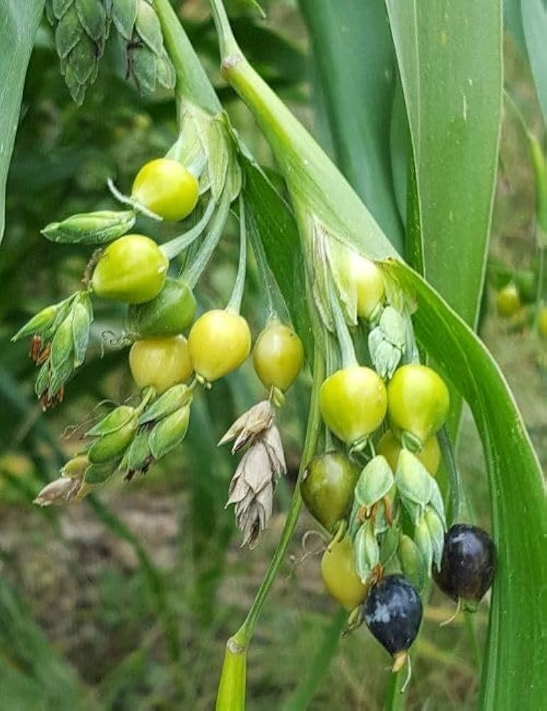 Job's Tears Grain Blumensamen zur Aussaat – ideal Rabatten – Traditionssorte & ohne Gentechnik Samen Hausgarten