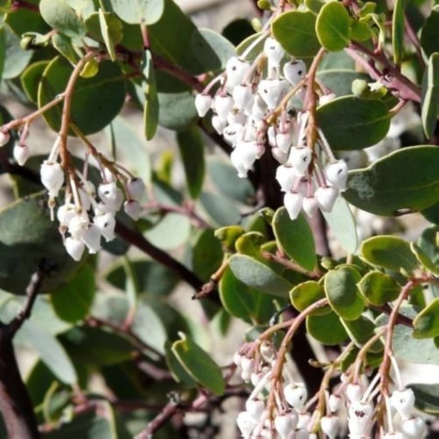 Whiteleaf Manzanita Blumensamen zur Aussaat – pflegeleicht – Traditionssorte & ohne Gentechnik Samen Hausgarten