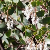 Whiteleaf Manzanita Blumensamen zur Aussaat – pflegeleicht – Traditionssorte & ohne Gentechnik Samen Hausgarten