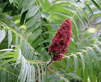 Rot typhina blume samen for anpflanzung - hardy variety, heirloom & gmo free samen for home garten
 
 sale for anpflanzung in home garten