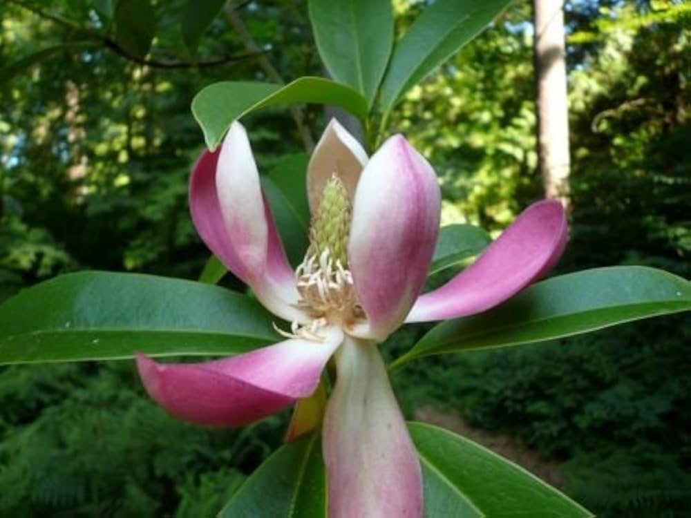 Magnolia laevifolia small leaf evergreen magnolia samen for fragrant garten trees