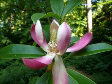 Magnolia laevifolia small leaf evergreen magnolia samen for fragrant garten trees