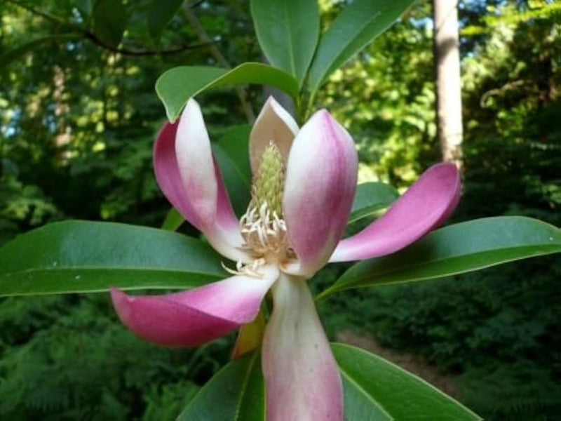 Magnolia laevifolia small leaf evergreen magnolia samen for fragrant garten trees