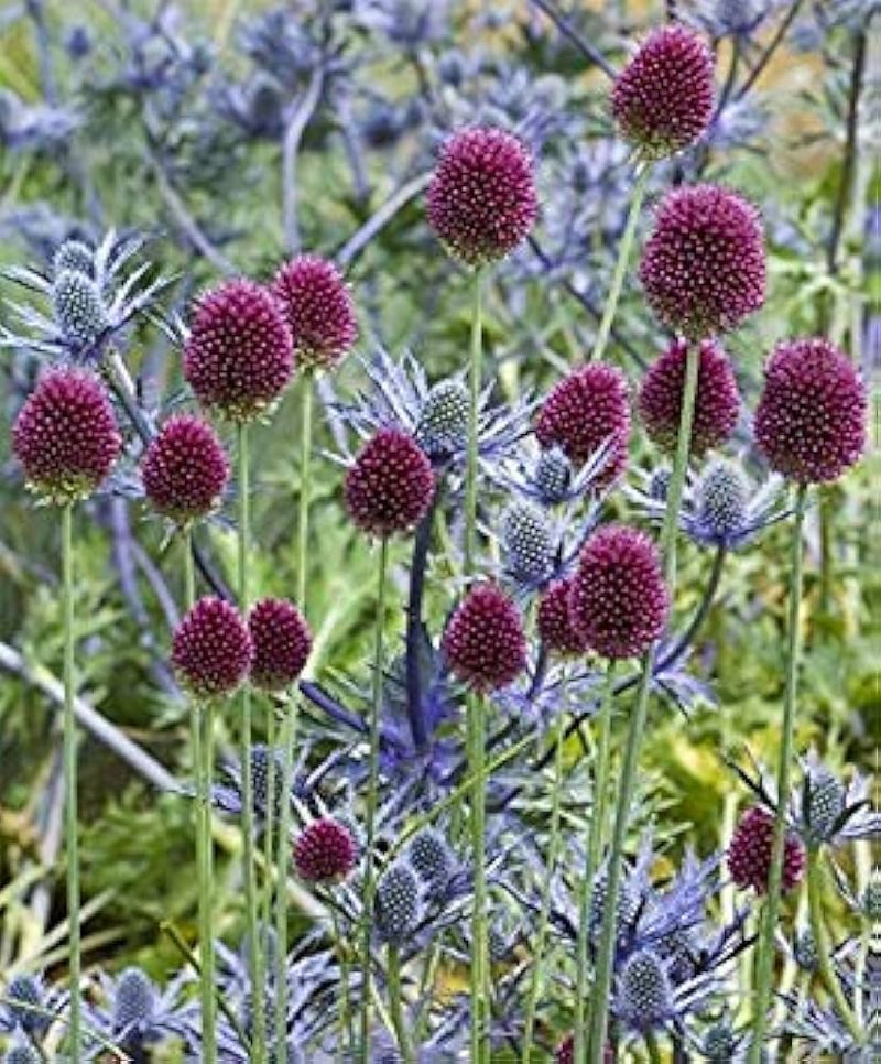 Nickende zwiebel allium sphaerocephalon for anpflanzung in wildflower garten