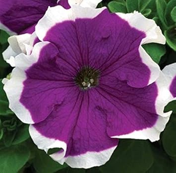 Petunia blume samen for anpflanzung - blau & weiß vibrant displays
