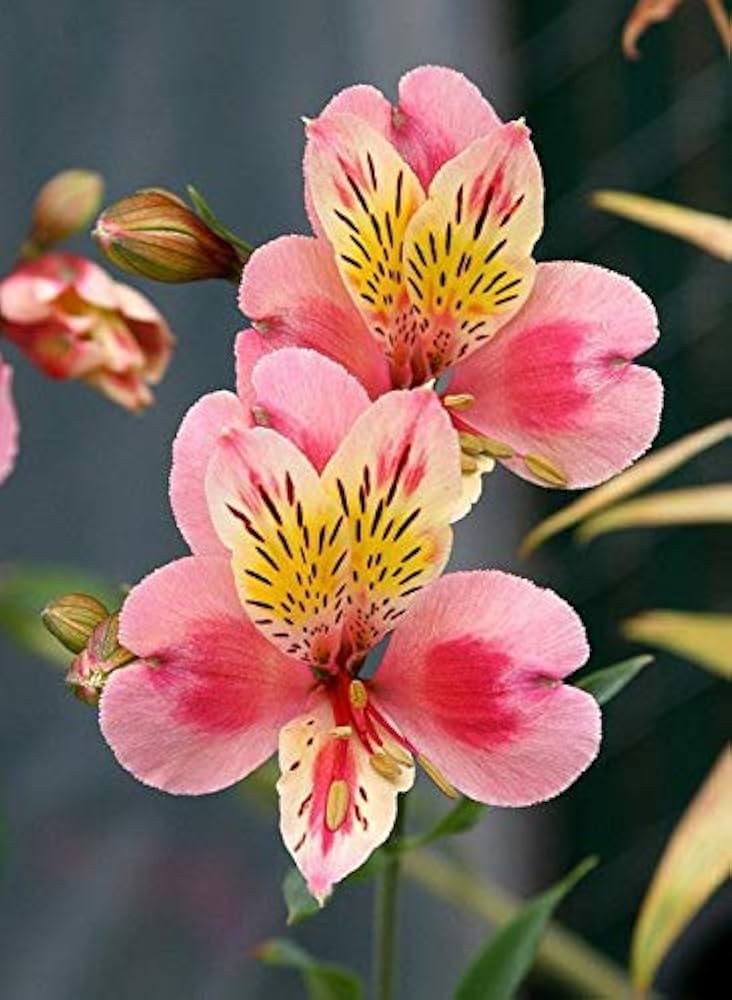 Peruvian lily alstroemeria spp for anpflanzung in blume bed