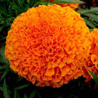 Studentenblume Tagetes Blumensamen