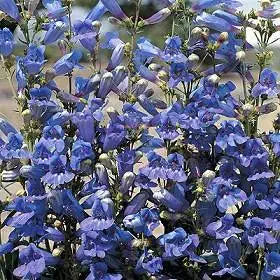 Penstemon heterophyllus blau samen for striking blooms