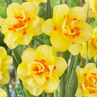 Gelb Rot gefüllt Petals Narzisse Narzisse Blumensamen zur Aussaat Halbschatten verträglich Traditionssorte & ohne Gentechnik Samen Hausgarten