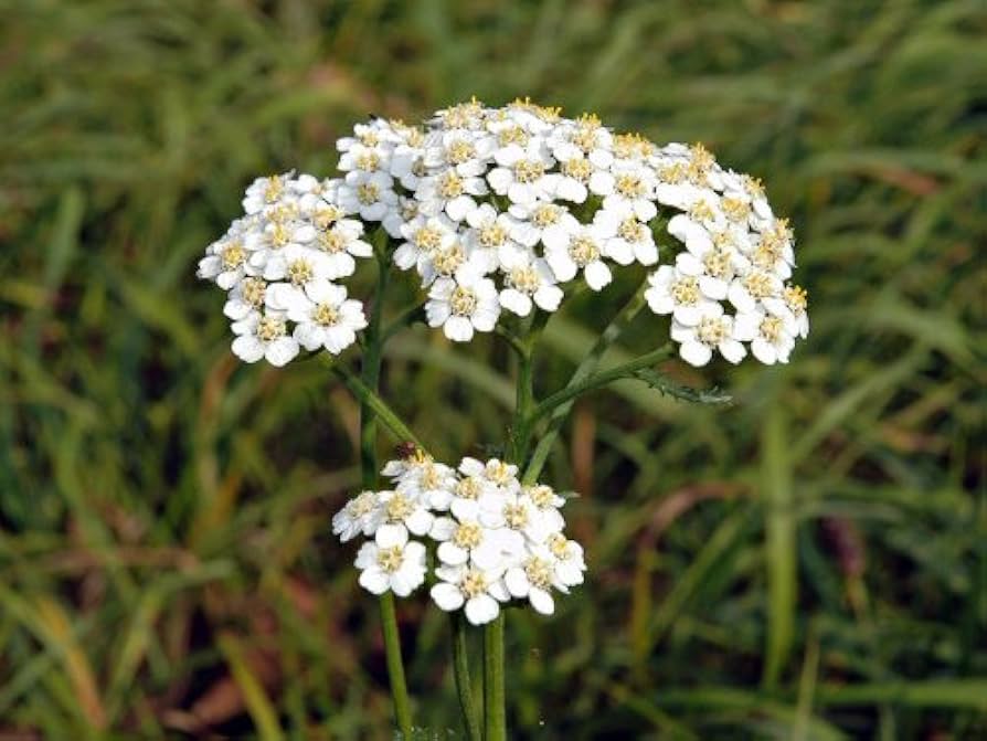 Lila Yarrow Achillea Samen zur Aussaat lang blühend mehrjährig Garten