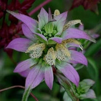 Lila monarda punctata blume samen for anpflanzung - seasonal bloomer, heirloom & gmo free samen for home garten
 
 sale samen for home garten