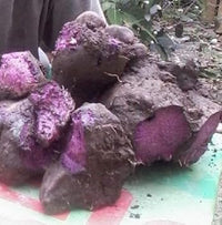 Dioscorea Alata Samen for Gemüse Gardening and Planting