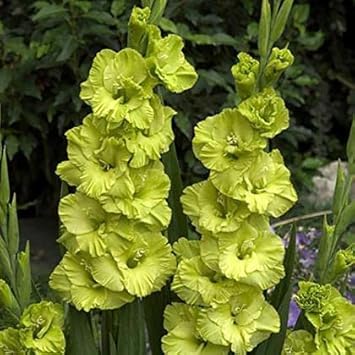 Gladiolus light grün blume samen for anpflanzung - vibrant colors, heirloom & gmo free samen for home garten
 
 sale samen for anpflanzung in home garten